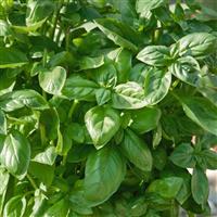 Piedmont Basil