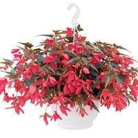 Groovy Rose Begonia