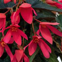 Groovy Rose Begonia
