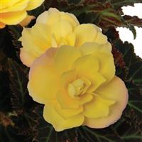I'Conia Bacio Lemon Begonia