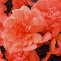 iCandy Coral Pink Begonia