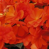 iCandy Inferno Begonia