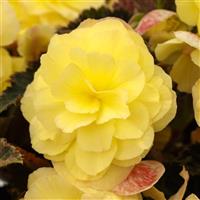 iCandy Lemon Yellow Begonia