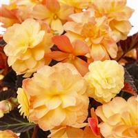 iCandy Sunset Begonia
