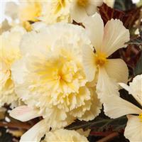 iCandy Vanilla Cream Begonia