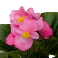 Mega Cool Rose Begonia