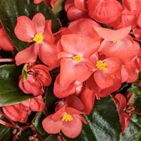 Surefire Cascade Red Begonia