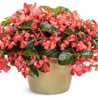 Surefire Cascade Red Begonia