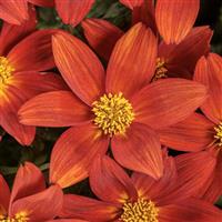 Campfire Red Ember Bidens