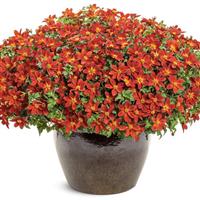 Campfire Red Ember Bidens