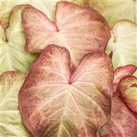 Heart to Heart Crème Brulee Caladium