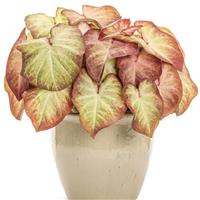 Heart to Heart Crème Brulee Caladium