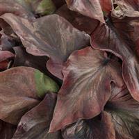 Heart to Heart Midnight Oil Caladium