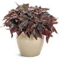 Heart to Heart Midnight Oil Caladium