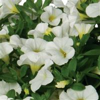 Aloha Kona White Calibrachoa