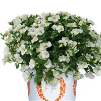 Aloha Kona White Calibrachoa
