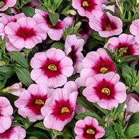 Aloha Kona Tiki Pink Calibrachoa