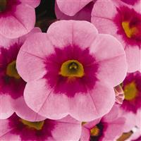 Aloha Kona Hula Pink Calibrachoa