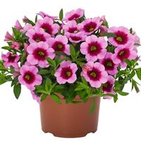 Aloha Kona Hula Pink Calibrachoa