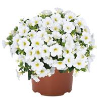 Bloomtastic White Calibrachoa
