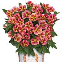Bloomtastic Orange Cartwheel Calibrachoa