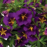 Bloomtastic Purple Cartwheel Calibrachoa