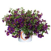 Bloomtastic Purple Cartwheel Calibrachoa