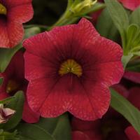 Cabrio Red Sunset Calibrachoa