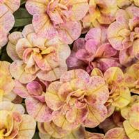 Superbells Magic Double Grapefruit Calibrachoa
