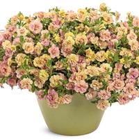 Superbells Magic Double Grapefruit Calibrachoa