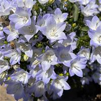 Campanula Cariboo Bicolor