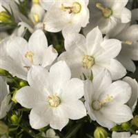 Campanula Cariboo White