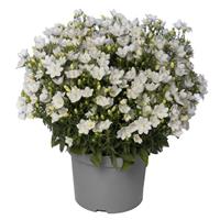 Campanula Cariboo White