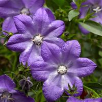 Campanula Cariboo Big Blue Star