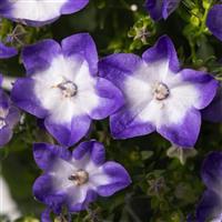 Campanula Cariboo Dark Blue Bicolor