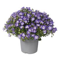 Campanula Cariboo Dark Blue Bicolor