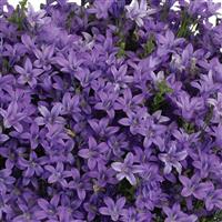 Campanula Ultra Violet Violet