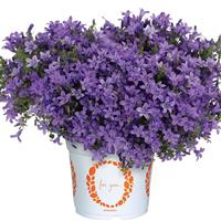 Campanula Ultra Violet Violet