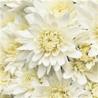 Kalamazoo White Chrysanthemum