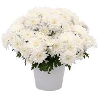Kalamazoo White Chrysanthemum