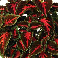 Main Street Franklin Street Coleus
