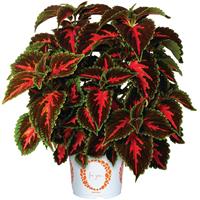 Main Street Franklin Street Coleus