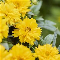 Coreopsis SunGlobe Golden Yellow