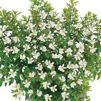 Cupheasy White Cuphea