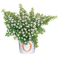 Cupheasy White Cuphea