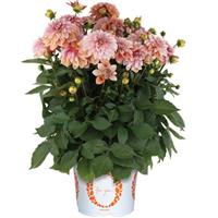 Hypnotica Vintage Dahlia