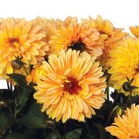 Temptation Yellow Dahlia