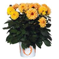 Temptation Yellow Dahlia