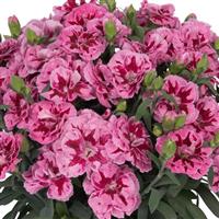 Dianthus Arabella Pink
