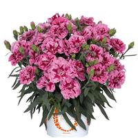Dianthus Arabella Pink